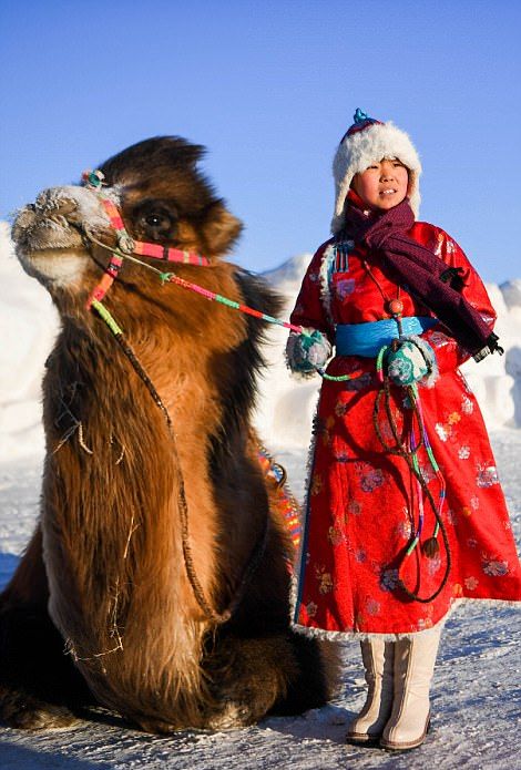 Верблюжий конкурс красоты в Китае