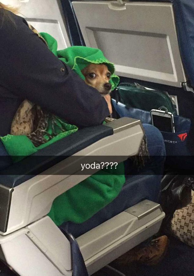 Неожиданные и забавные животные в самолете