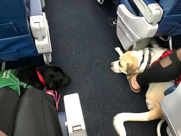 Несподівані та кумедні тварини в літаку (ФОТО)