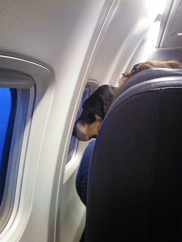 Несподівані та кумедні тварини в літаку (ФОТО)