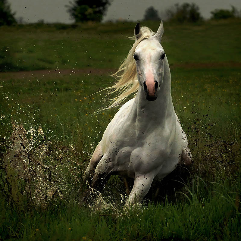 Красота арабских и андалузских лошадей от Войтека Квиатковского