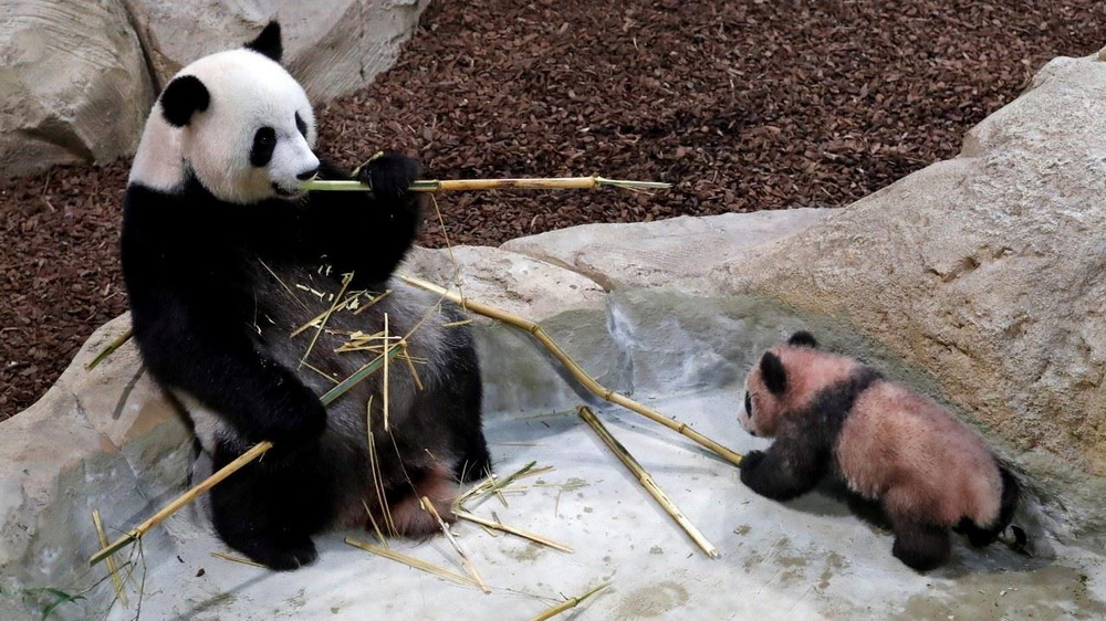 Медвежонок панды во французском зоопарке
