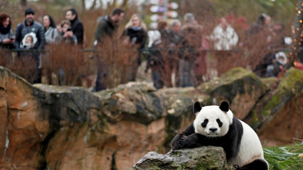 Медвежонок панды во французском зоопарке