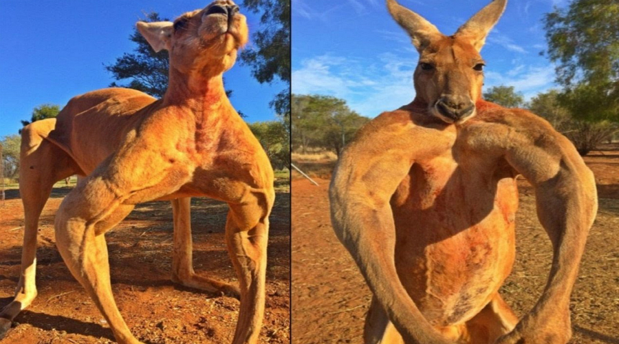 Знаете ли вы, что всего одним прыжком кенгуру может преодолеть целых девять...