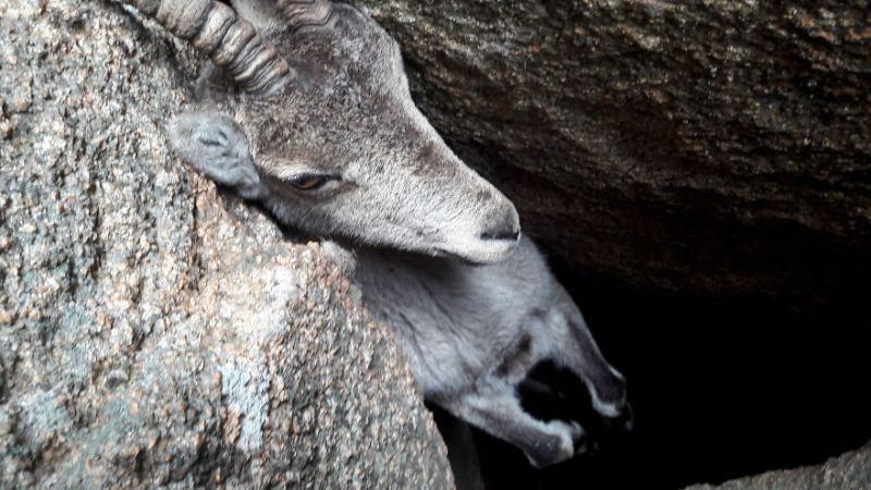 Горный козел застрял рогами между скалами и повис над расщелиной