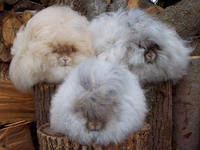 Ангорские кролики - рекордсмены пушистости