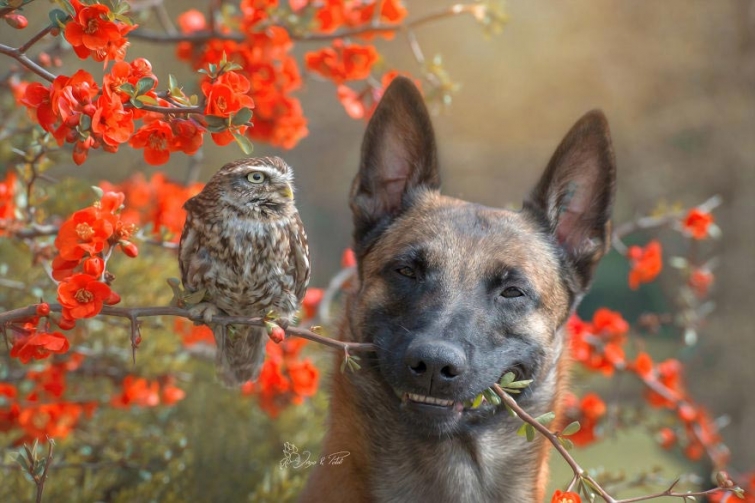 Милые фотографии собаки Инго и её друзей сов