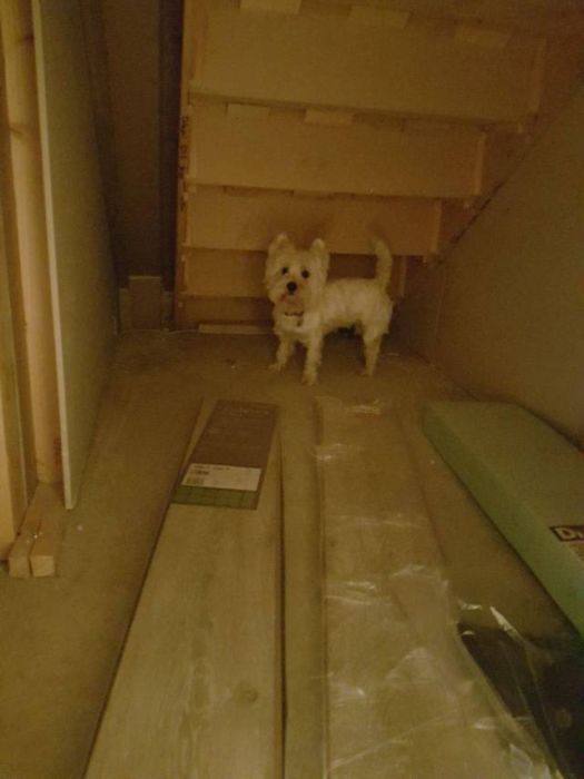 Уютная комната под лестницей для любимой собаки