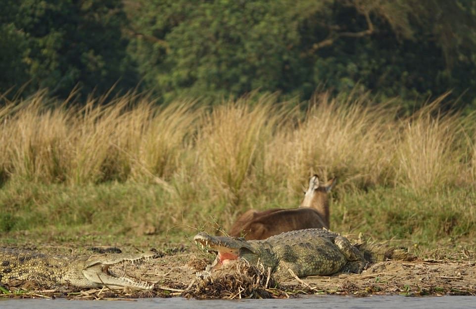 Бегемот спас водяного козла от крокодила