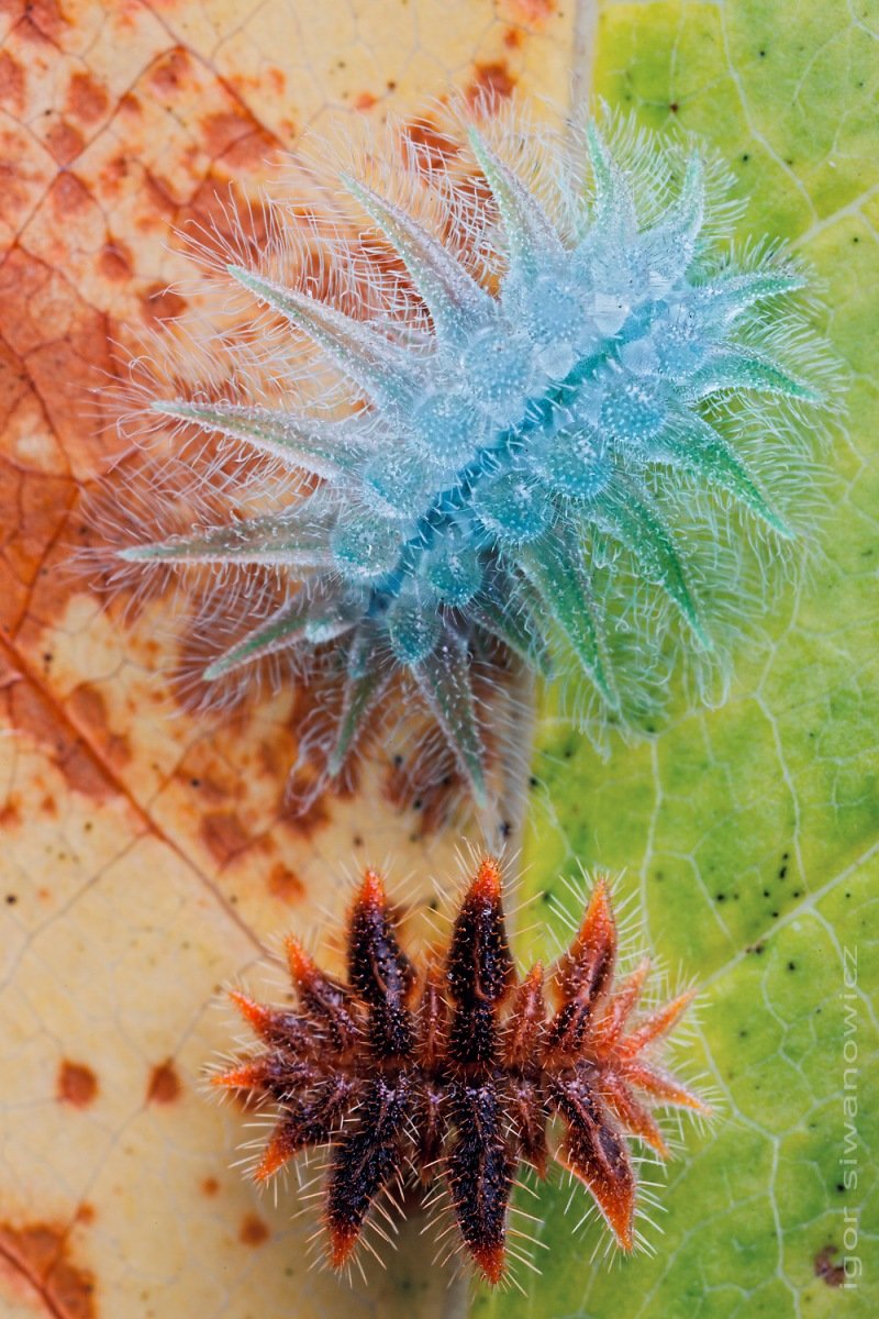 Красота уникальных гусениц от Игоря Сивановича