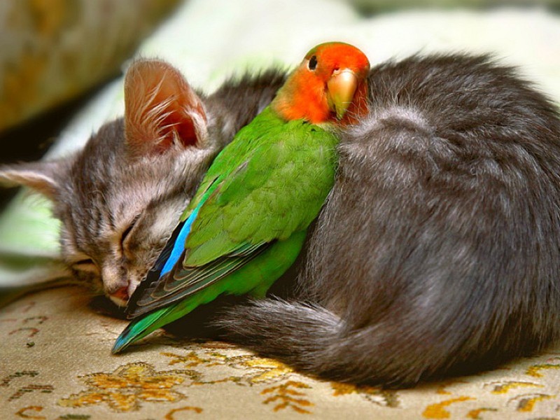 Животные разных видов спят в обнимку