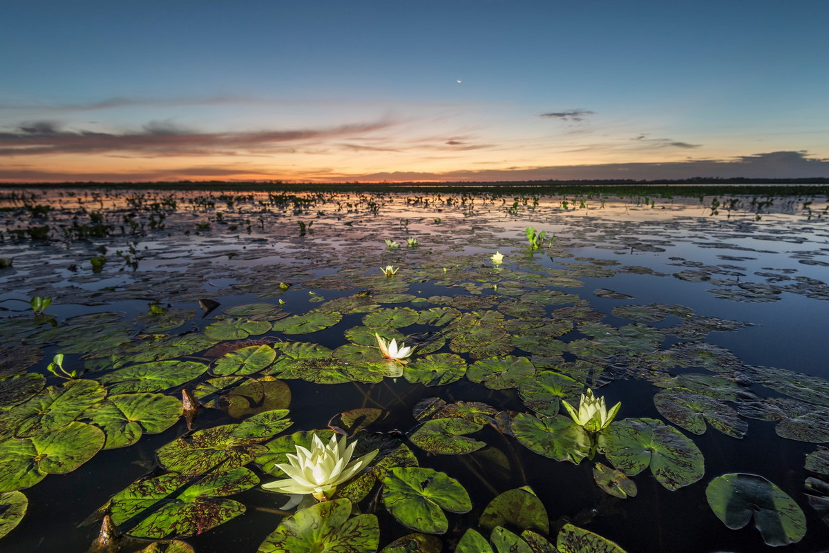 Пантанал в Бразилии - крупнейшие в мире водно-болотные угодья