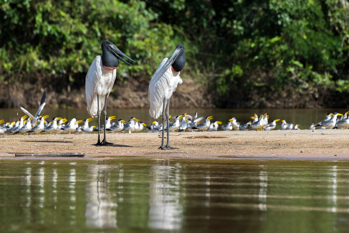 Пантанал в Бразилии - крупнейшие в мире водно-болотные угодья