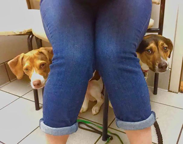 Собаки и шокирующий поход к ветеринару