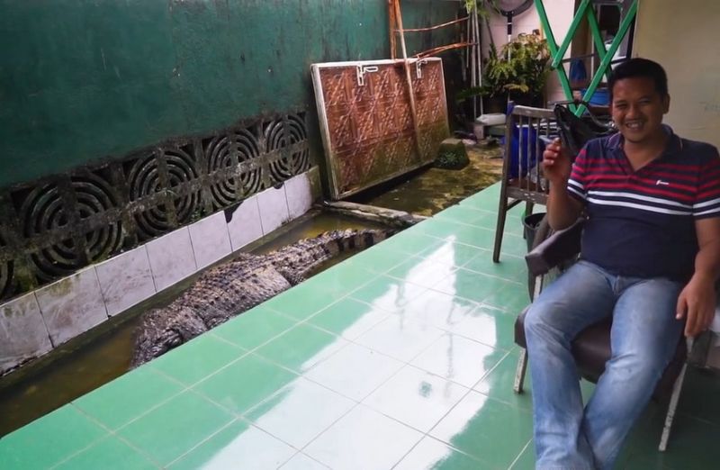 Семья 21 год живет со здоровенным крокодилом