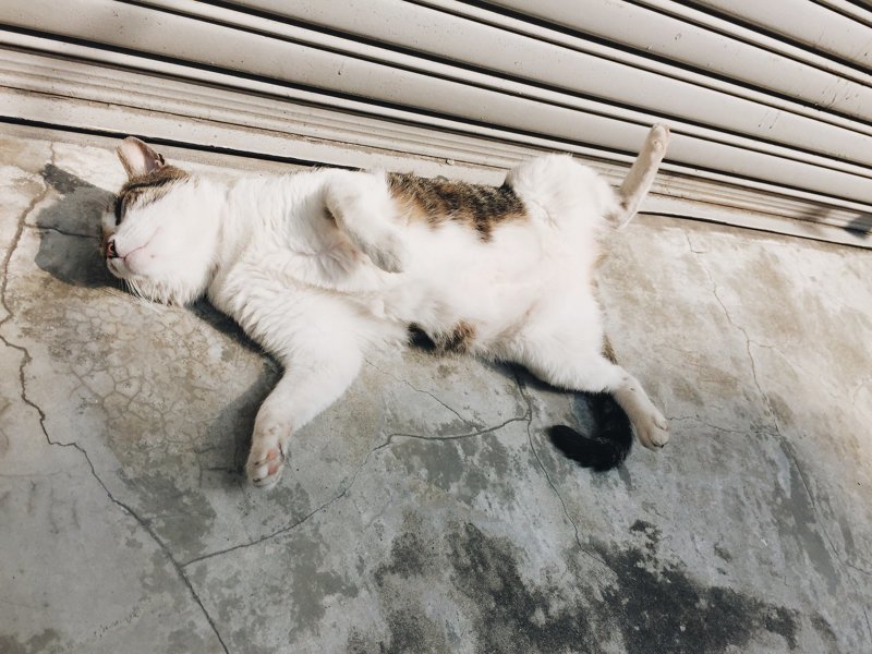 Тайваньский фотограф снимает колоритных уличных котов