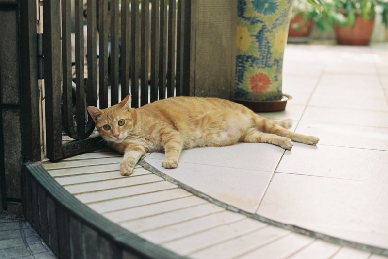 Тайваньский фотограф снимает колоритных уличных котов