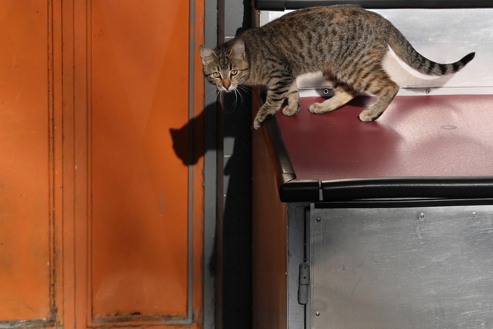 Жизнь котов на улицах Стамбула
