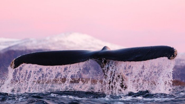 Потрясающие фотографии китов и косаток у побережья Норвегии