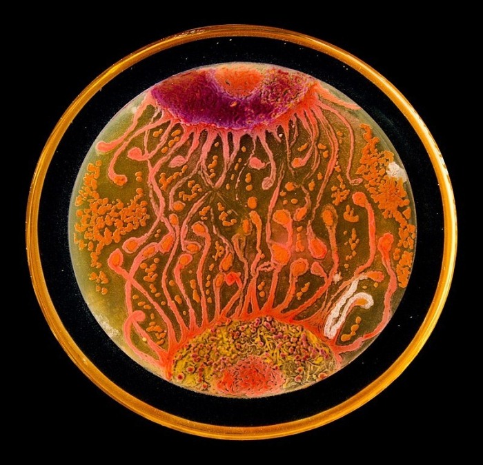 Александр Флеминг и его рисунки из микроорганизмов