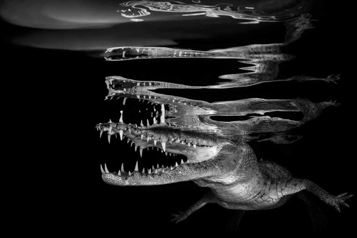 Невероятные снимки победителей конкурса подводной фотографии