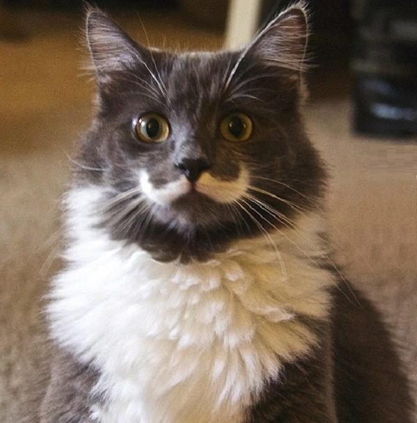 Стильные коты с усами и бородами