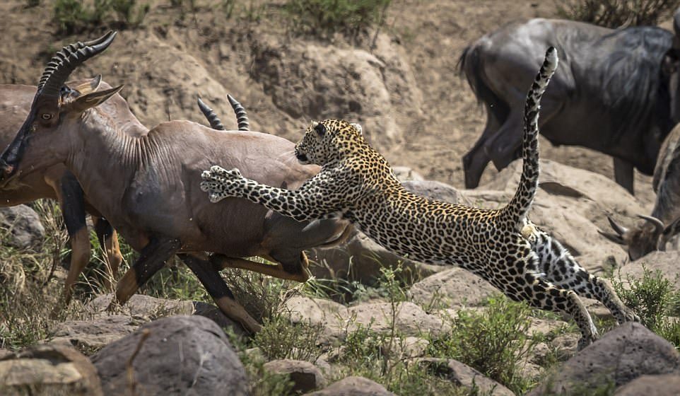 Леопард упустил антилопу и чуть не получил по зубам от зебры