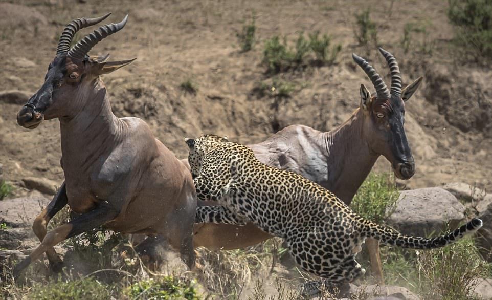 Леопард упустил антилопу и чуть не получил по зубам от зебры