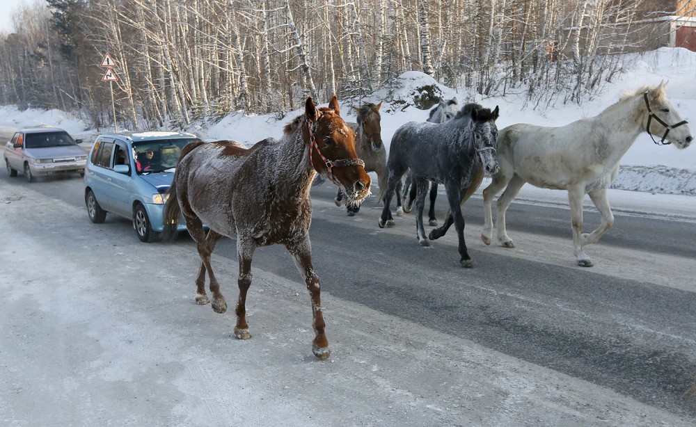 Повседневная жизнь в Сибири