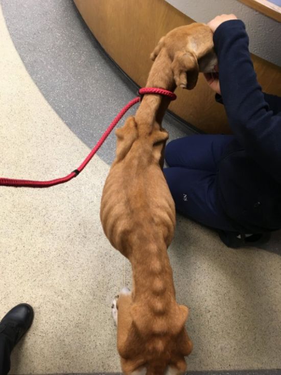 Спасенная собака набрала недостающие килограммы