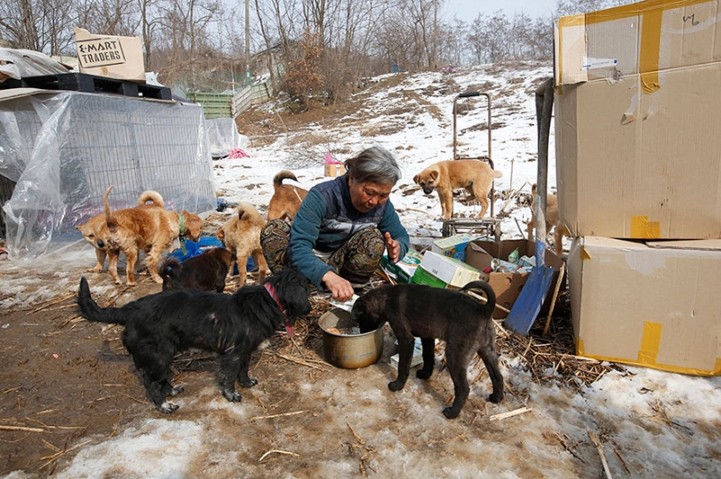 Женщина из Южной Кореи спасла более 200 собак и заботится о них
