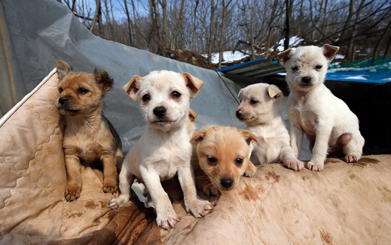 Женщина из Южной Кореи спасла более 200 собак и заботится о них