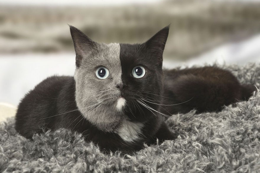 Кошка с двойным лицом