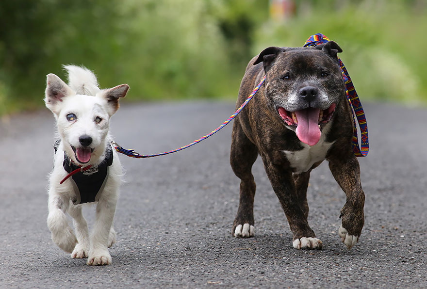 Удивительная дружба псов: Базз и слепой Гленн