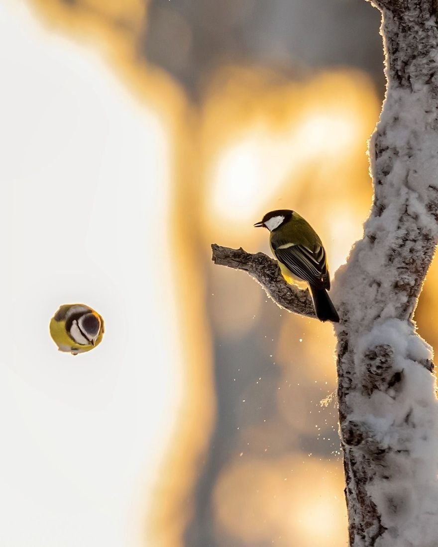 Angry Birds в финских лесах