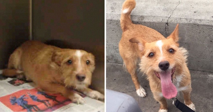 Собаки взятые из приюта: до и после