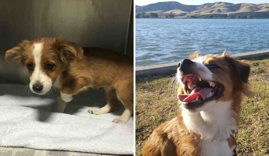 Собаки взятые из приюта: до и после