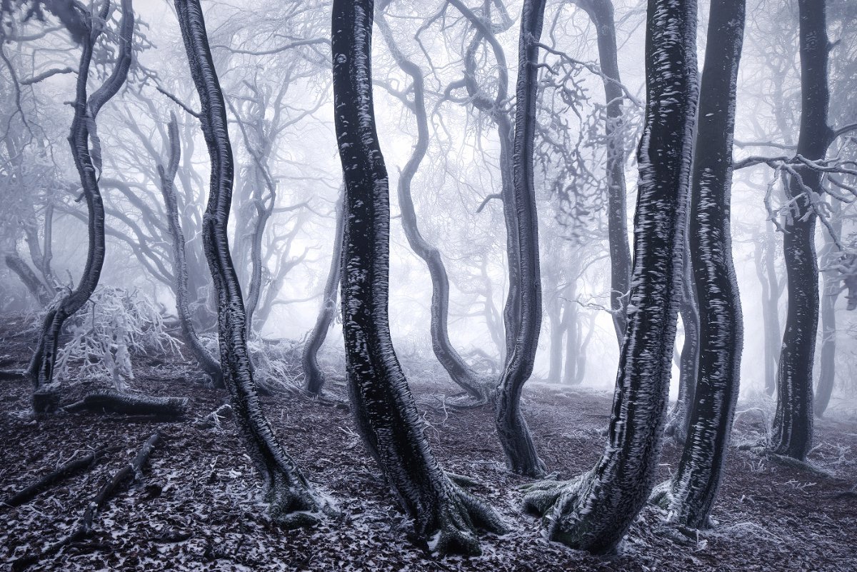 Красота заснеженных лесов от Килиана Шёнбергера