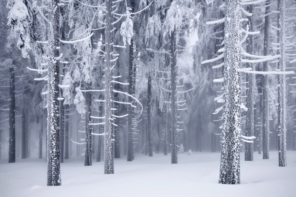 Красота заснеженных лесов от Килиана Шёнбергера