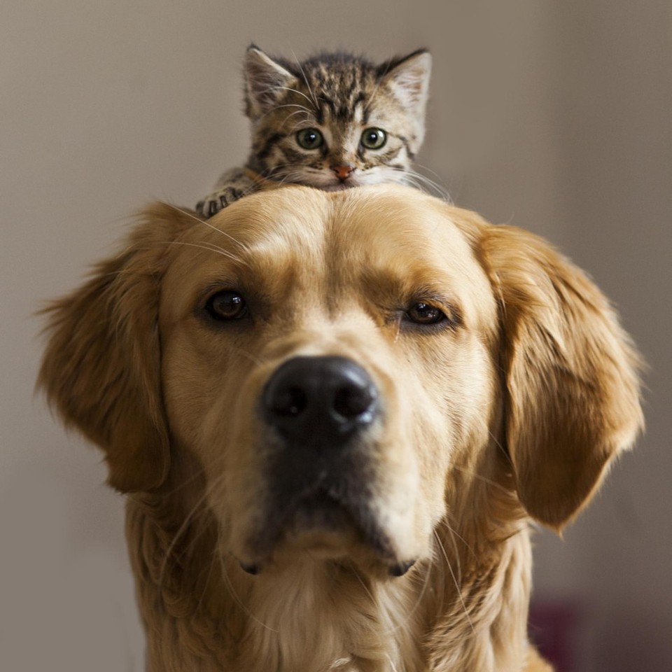 Милая дружба котов и собак