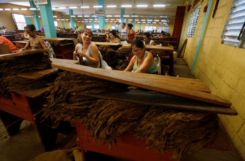 На фабрике по производству кубинских сигар