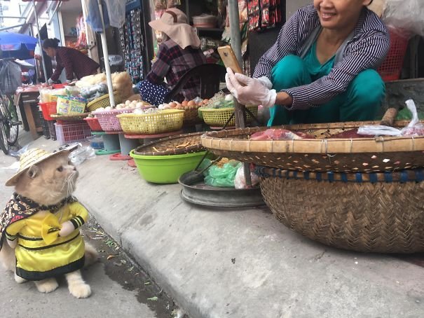 Очаровательный мохнатый продавец рыбы во Вьетнаме