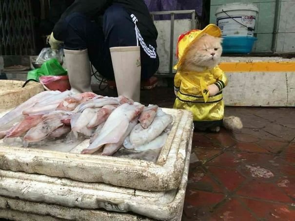 Очаровательный мохнатый продавец рыбы во Вьетнаме