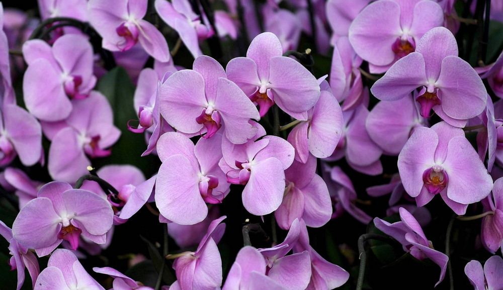 Орхидея лондон фото и описание сорта