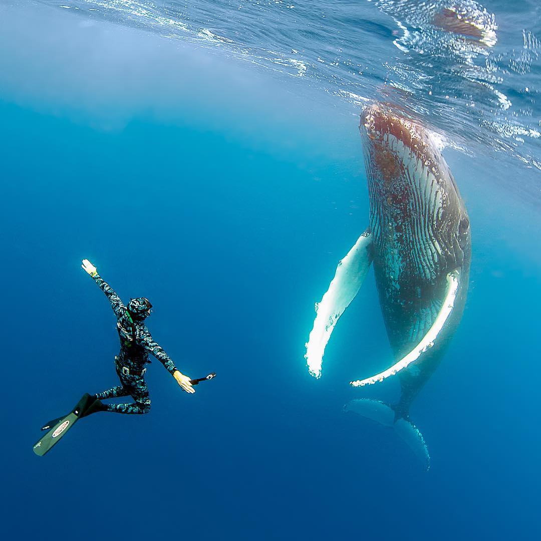 Захватывающие подводные фотографии от Нади Али