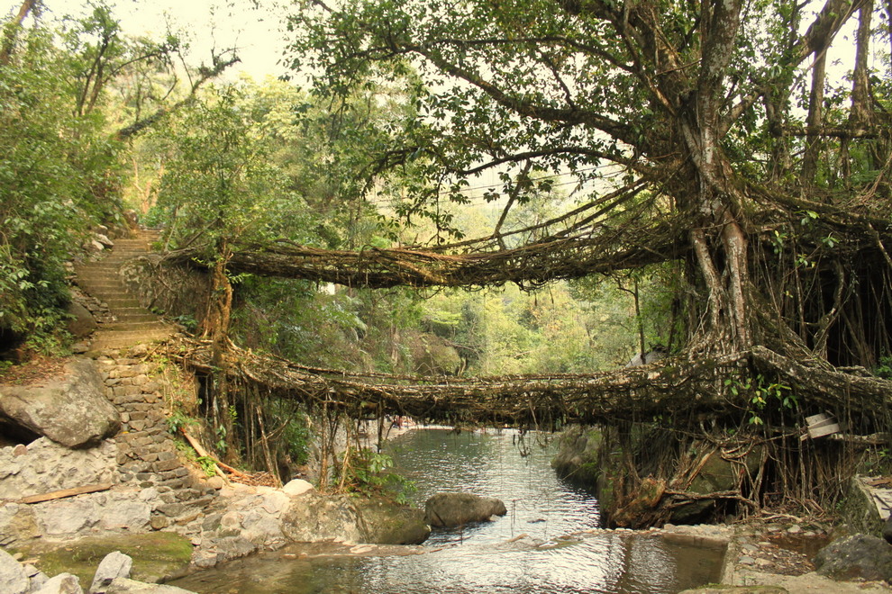 Живые мосты из корней деревьев в Индии