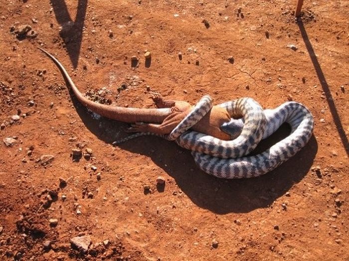 Змеи: путешествие в Австралию отменяется