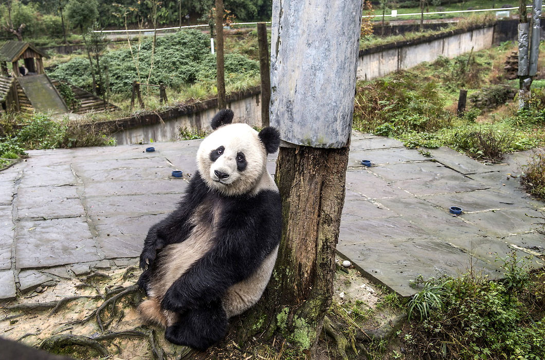 Панды и их няньки из заповедника Чэнду в Китае