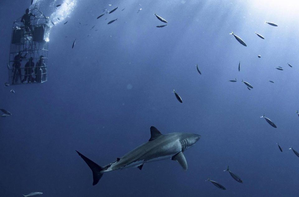 6-метровая белая акула в естественной среде обитания