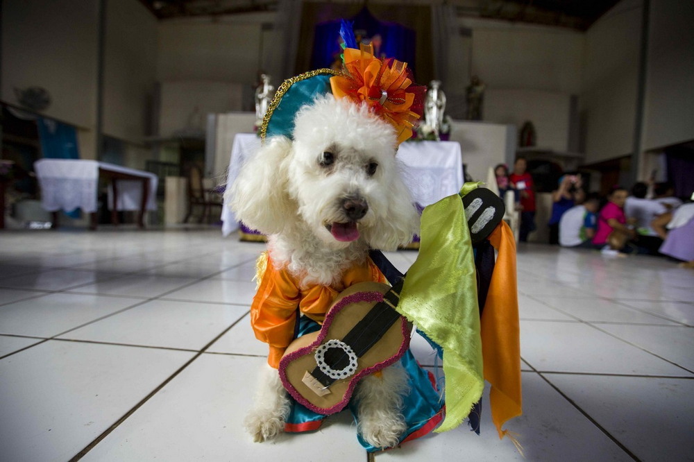 Хозяева молятся за здоровье собак в Никарагуа